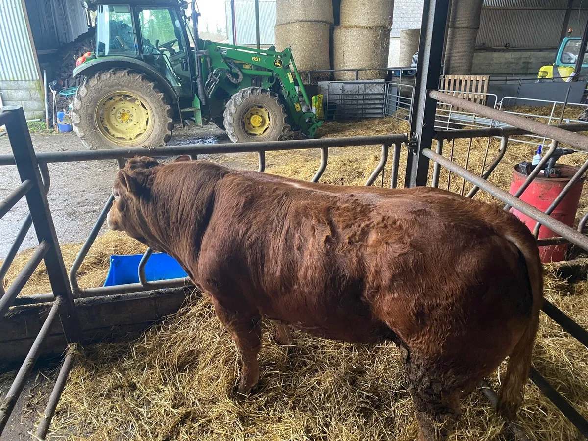 Limousion bull - Image 1