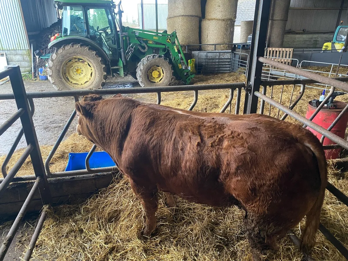 Limousion bull - Image 4