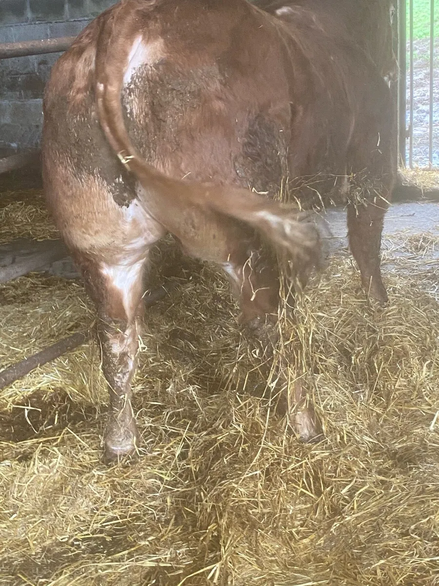 Limousion bull - Image 2