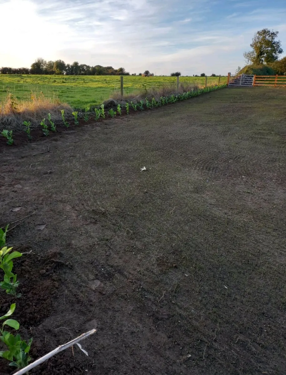 Laurel Hedging - Image 2