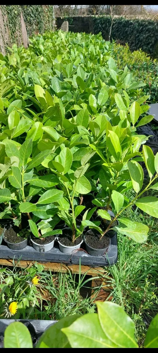 Laurel Hedging - Image 1