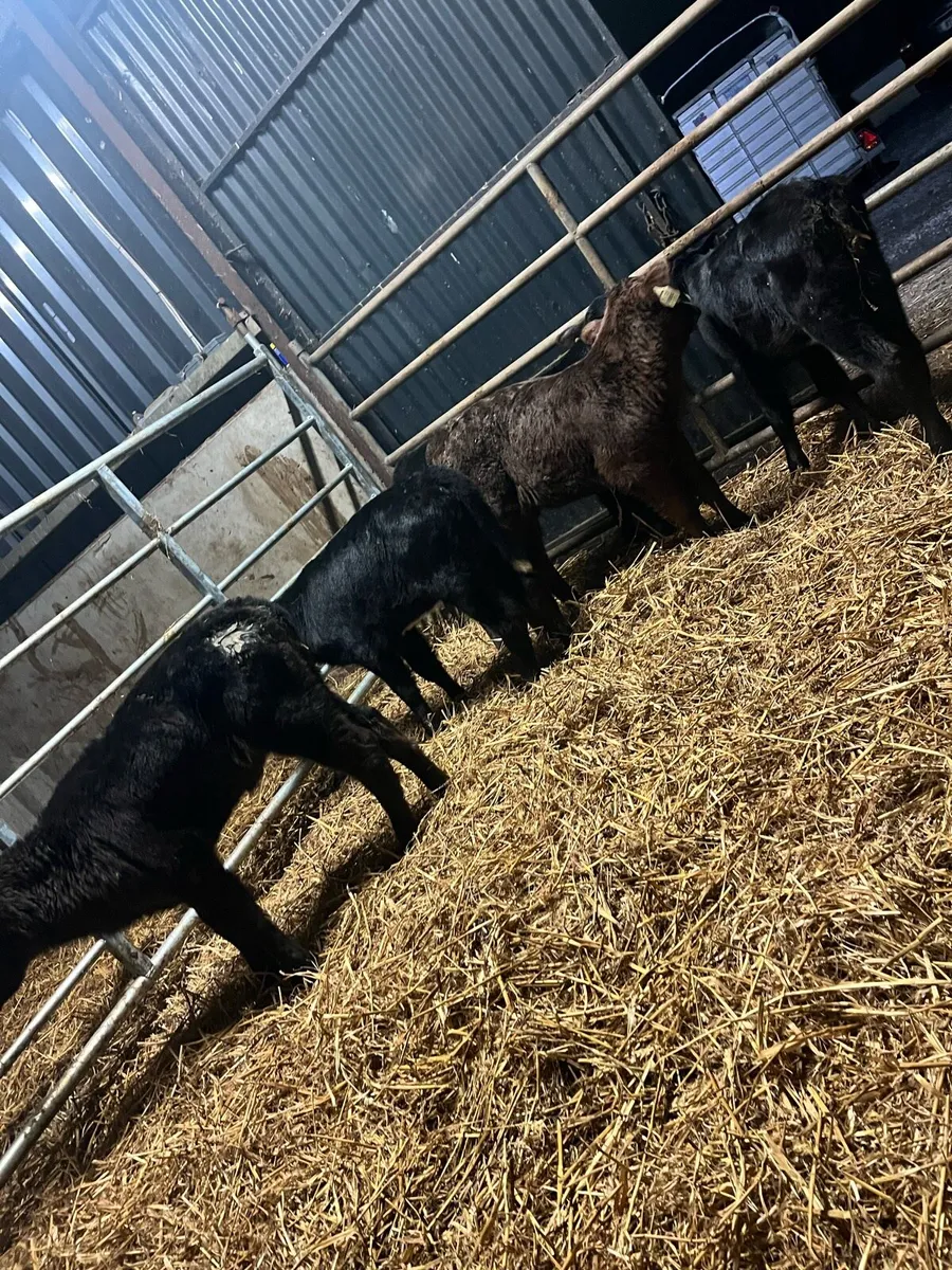 5 Angus heifer calves - Image 1