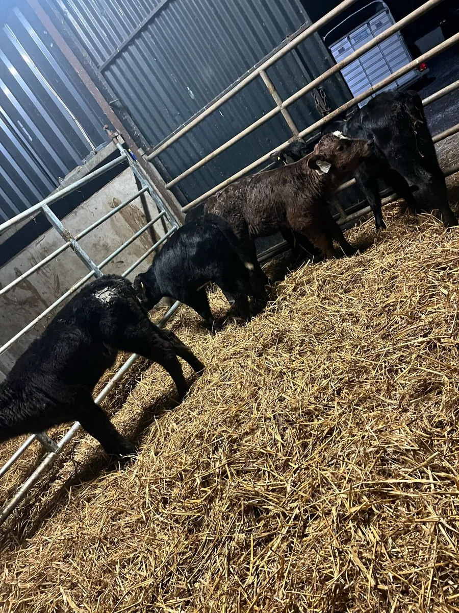 5 Angus heifer calves - Image 3