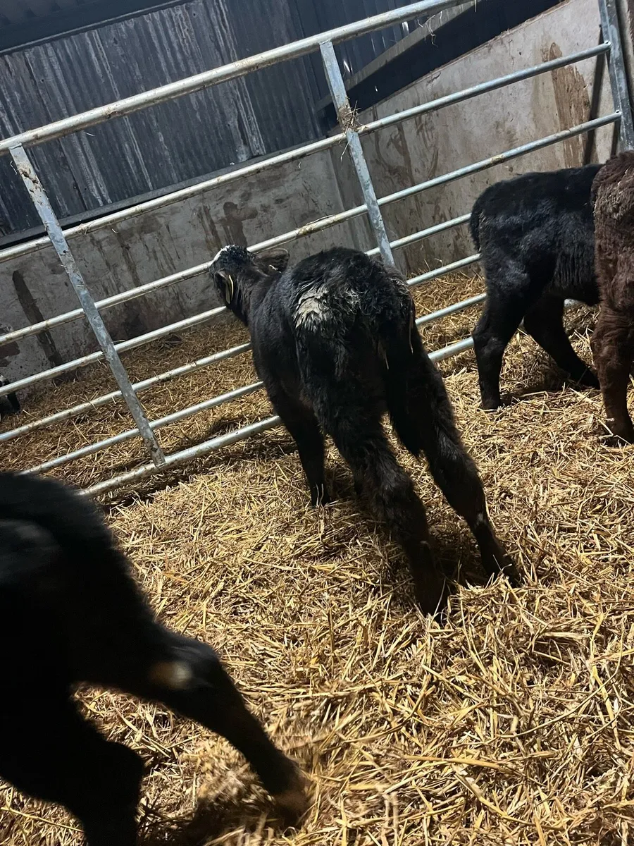 5 Angus heifer calves - Image 4