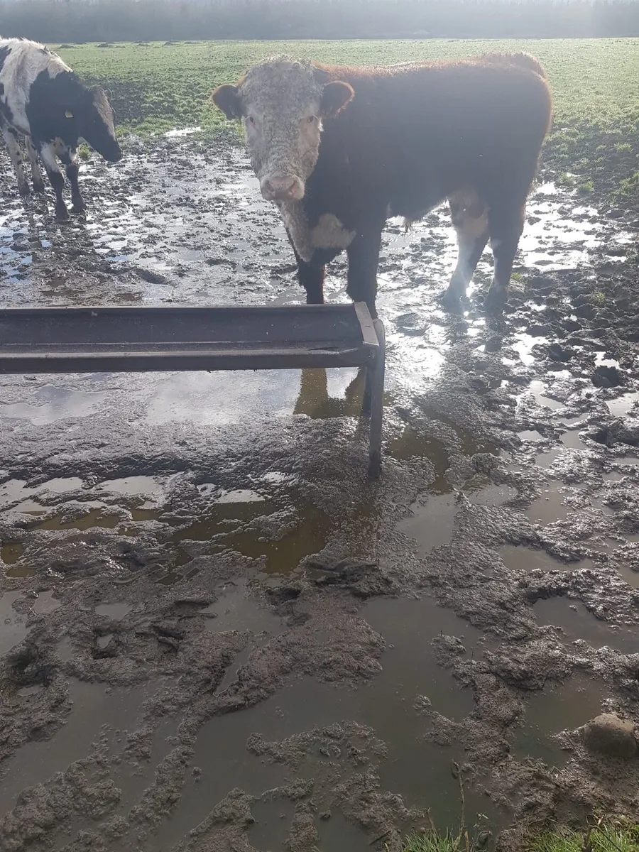 Hereford Bull - Image 3