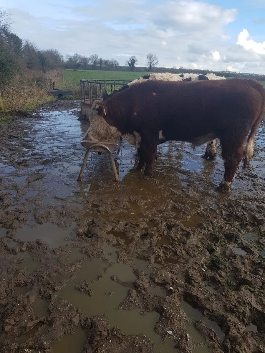 Hereford Bull - Image 1