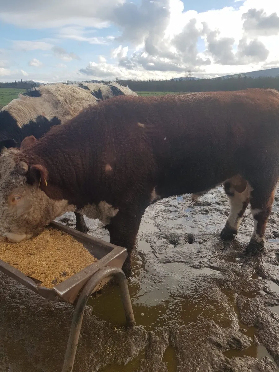 Hereford Bull - Image 2