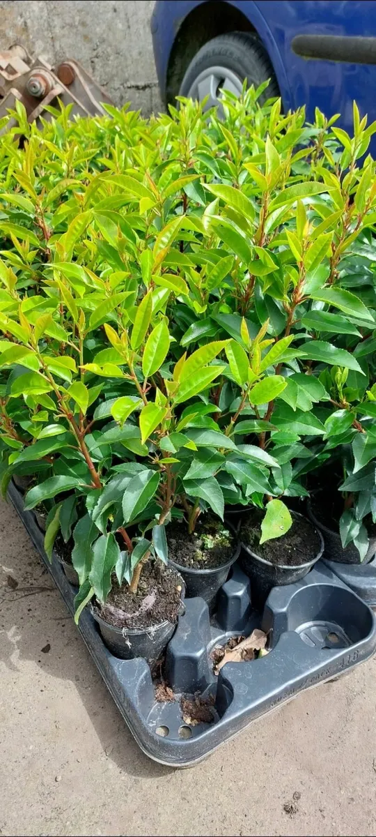 Portuguese Laurel - Image 1