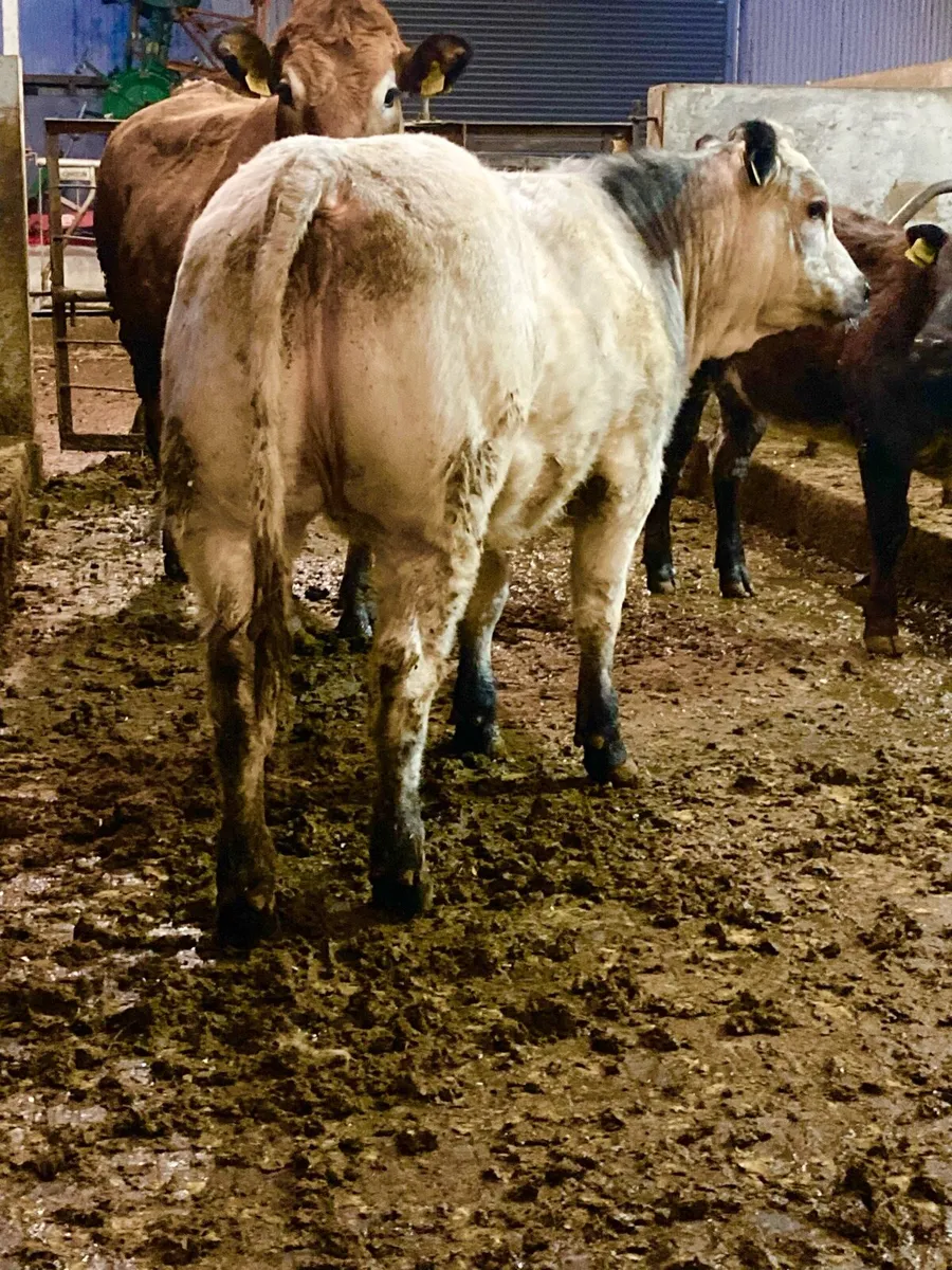 *** Homebred Heifer Weanling *** - Image 3