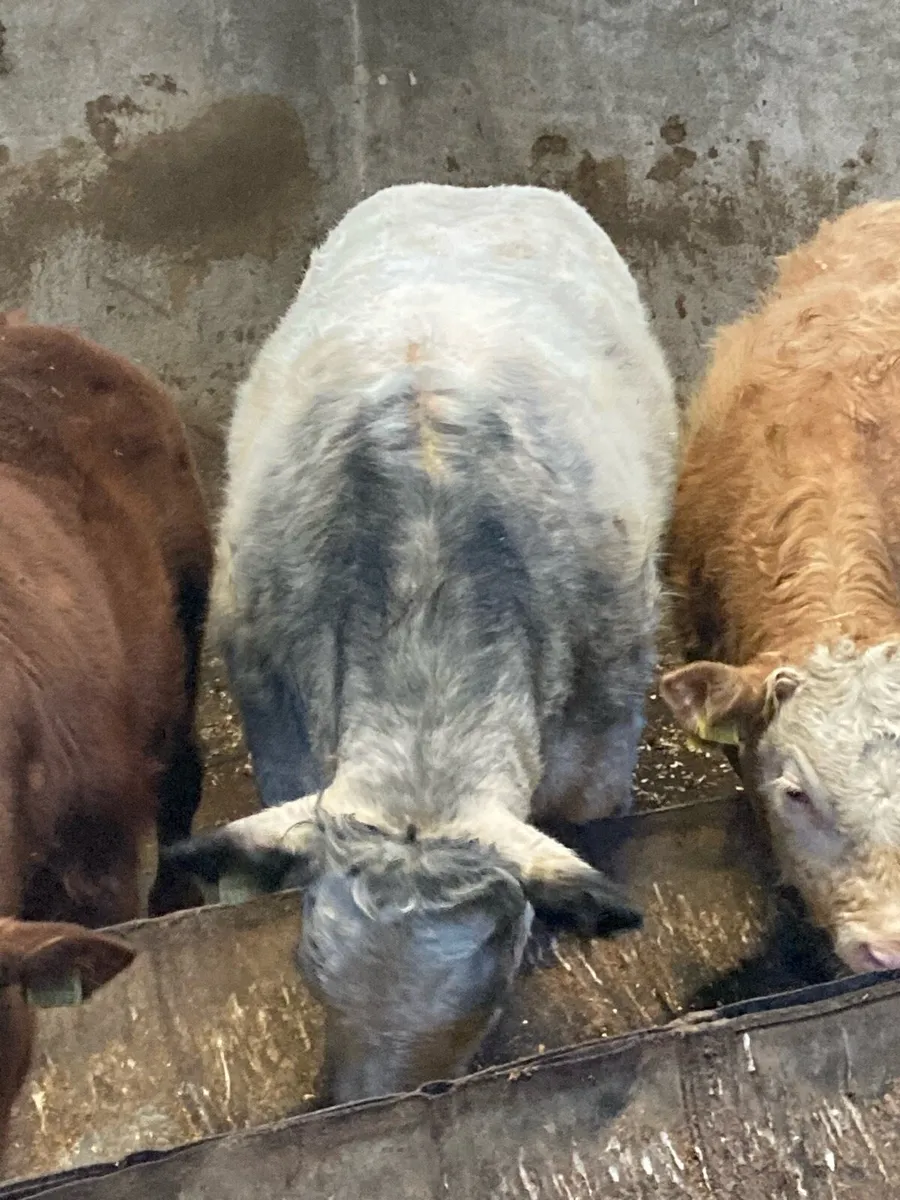 *** Homebred Heifer Weanling *** - Image 2