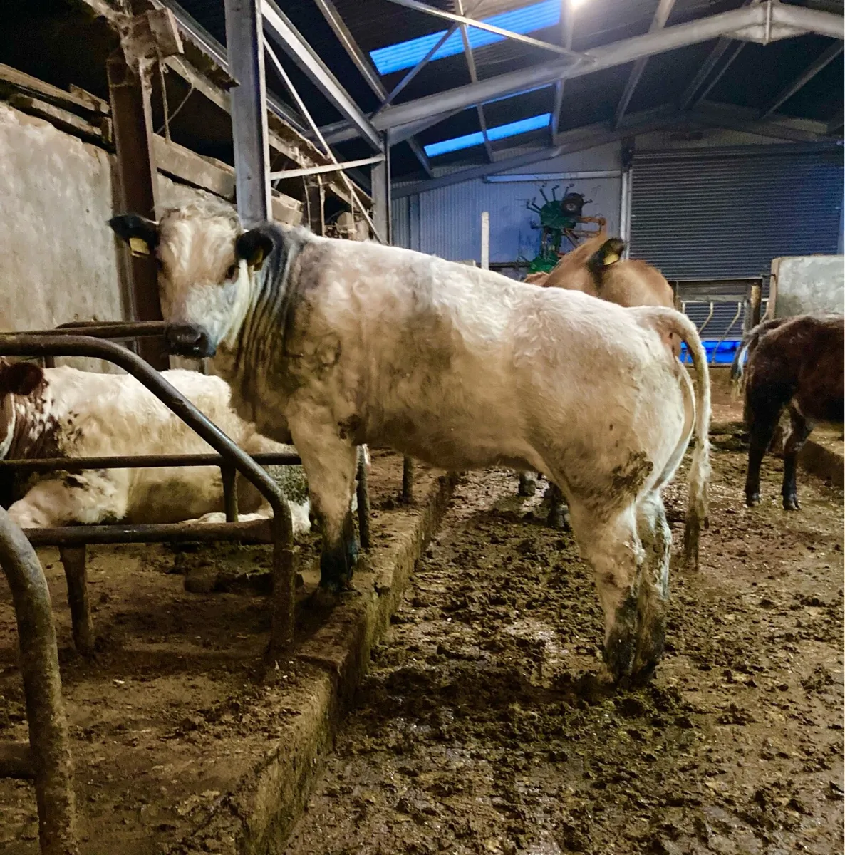 *** Homebred Heifer Weanling *** - Image 4