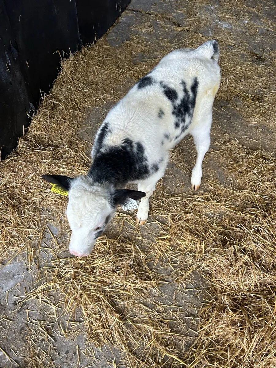 Belgian blue calves