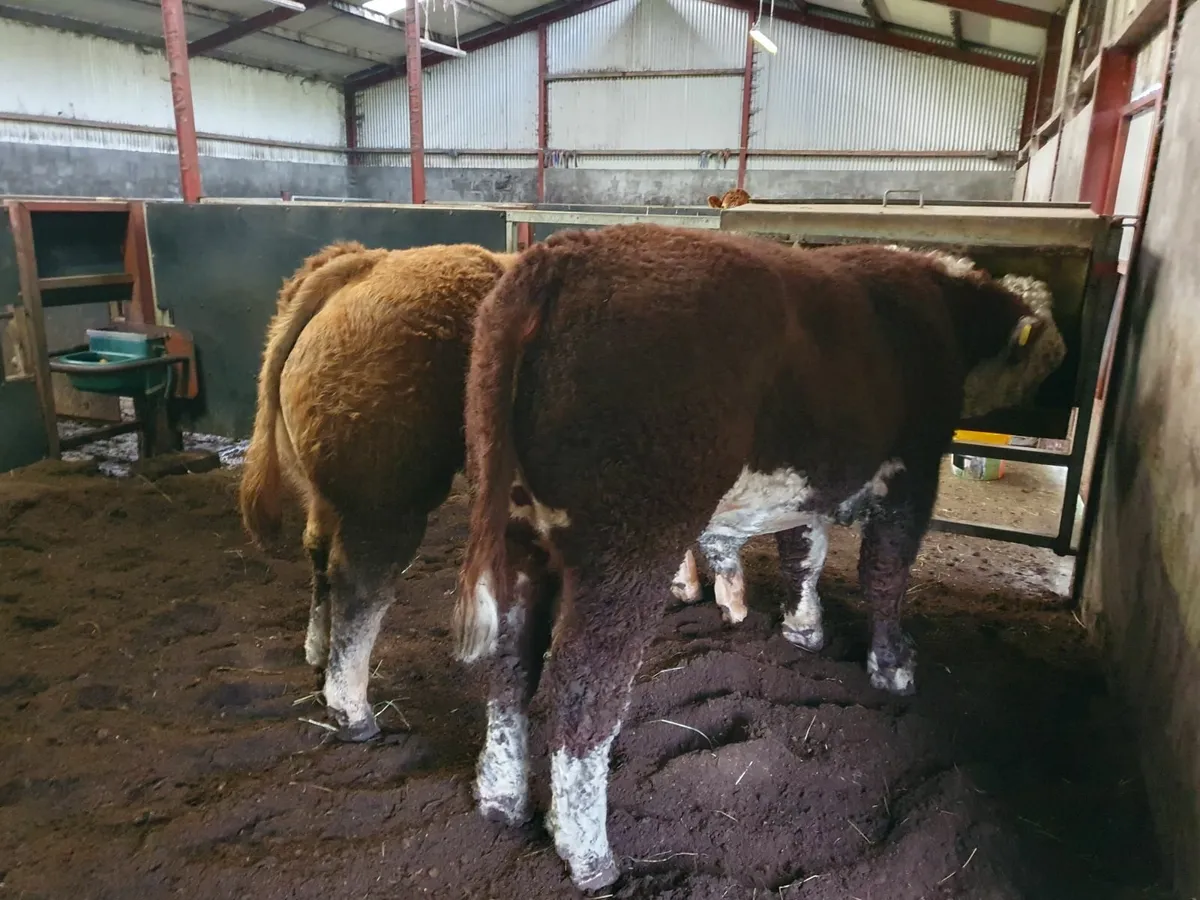 Pedigree Hereford and Limousine Bulls - Image 1