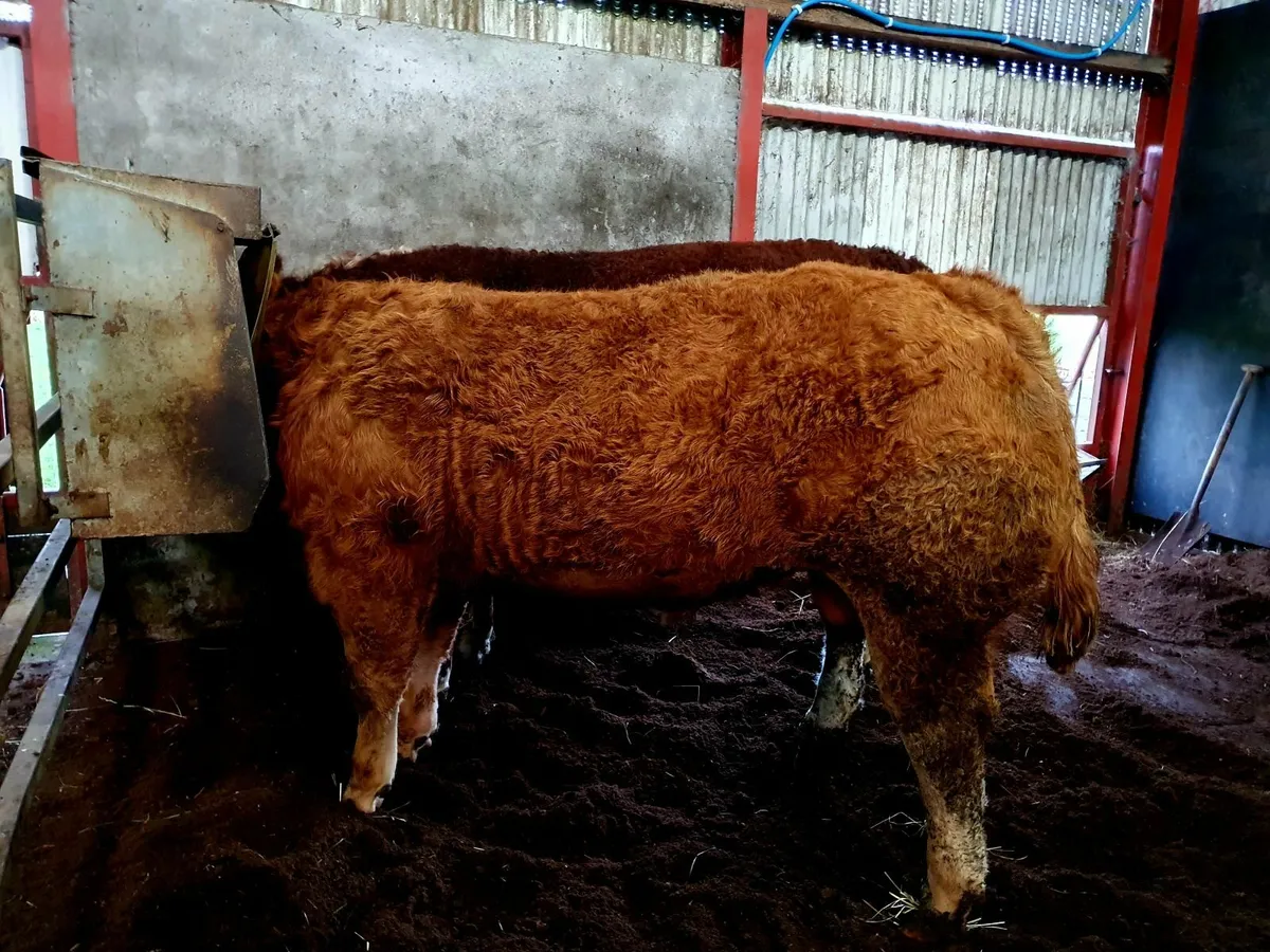 Pedigree Hereford and Limousine Bulls - Image 4