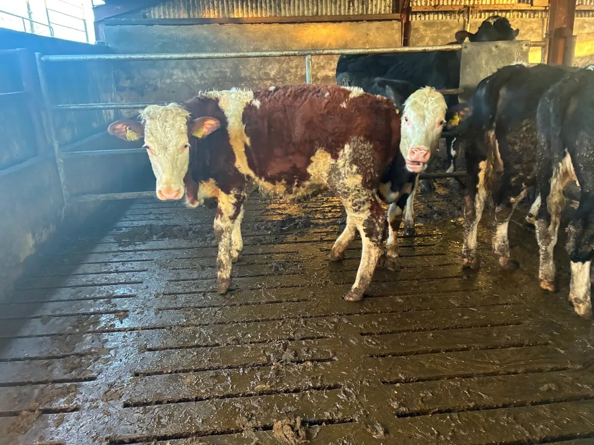 Simmental Heifers - Image 1