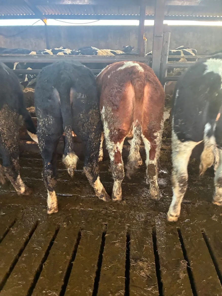 Simmental Heifers - Image 2