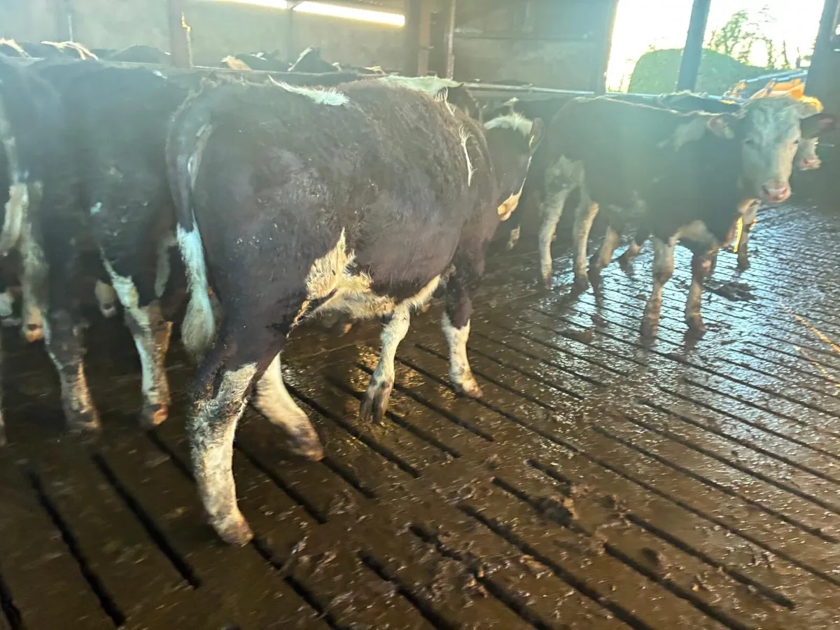 Simmental Heifers - Image 3