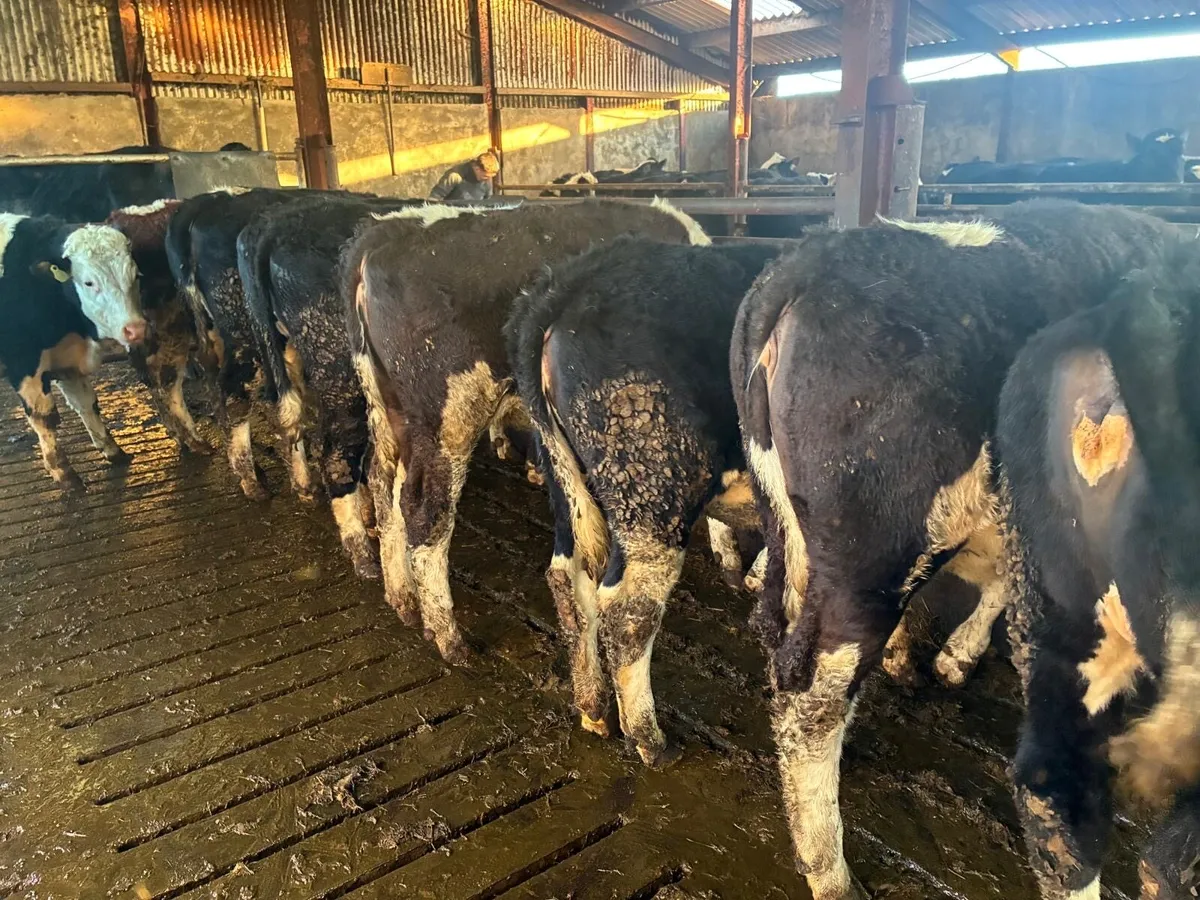 Simmental Heifers - Image 4