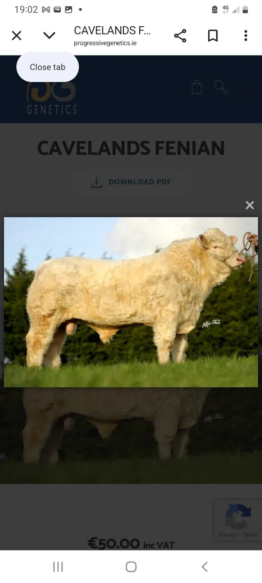5 star charolais bull - Image 1