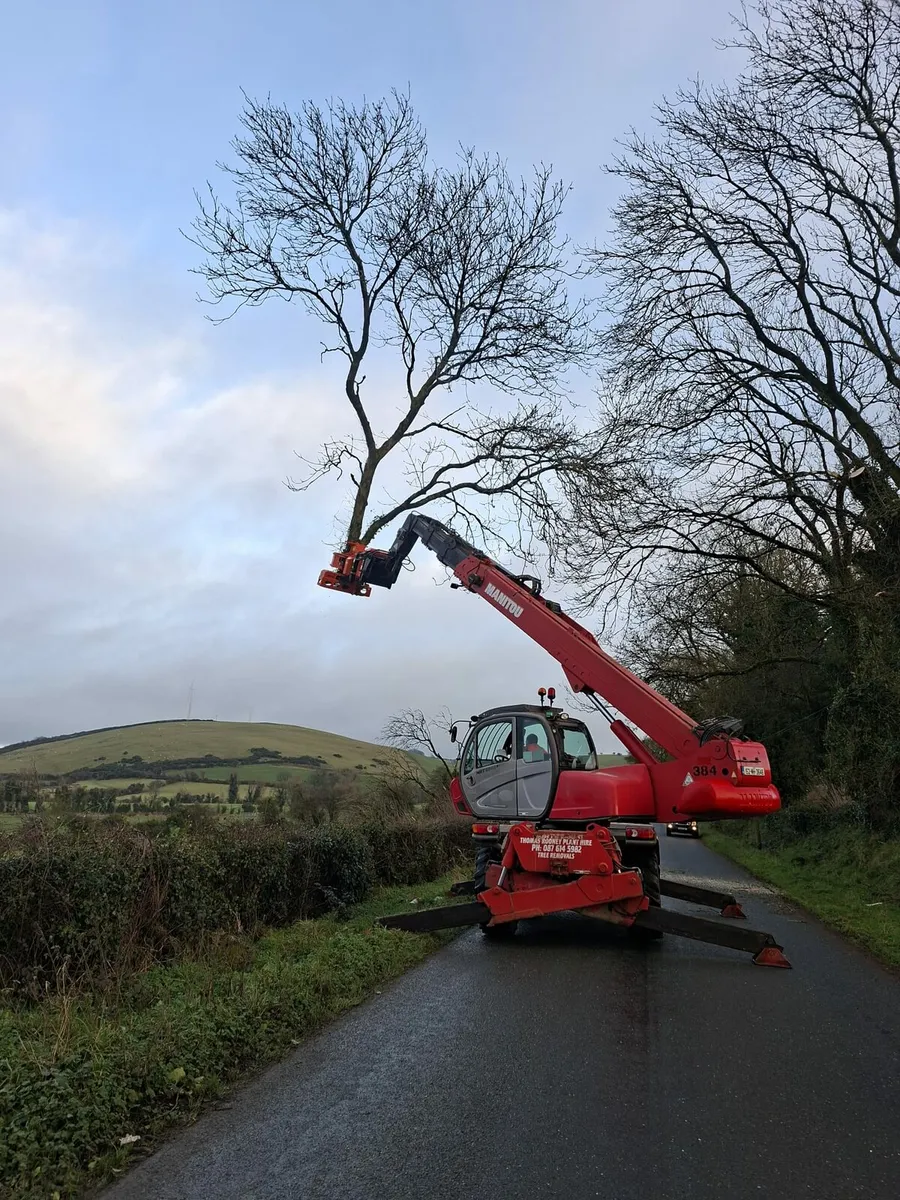 Tree removal - Image 1