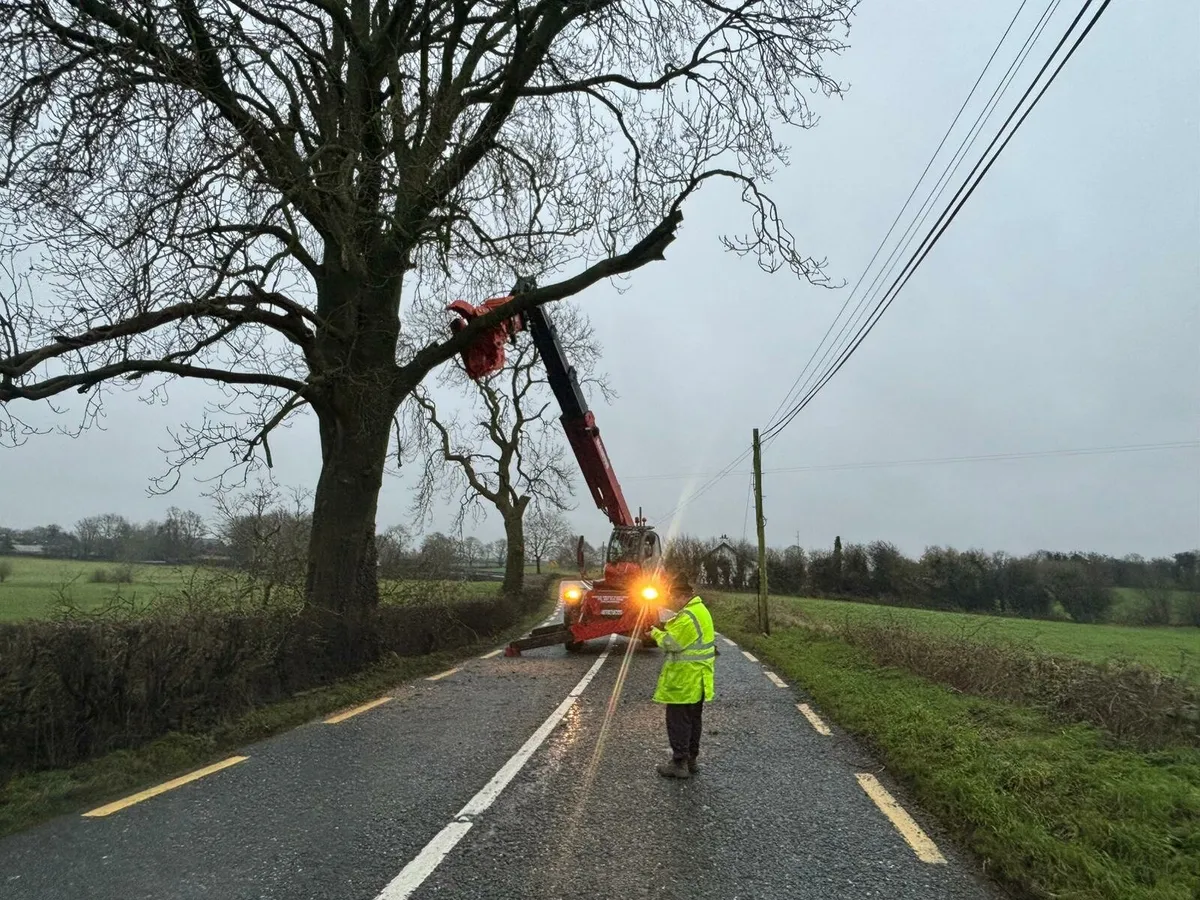 Tree removal - Image 3
