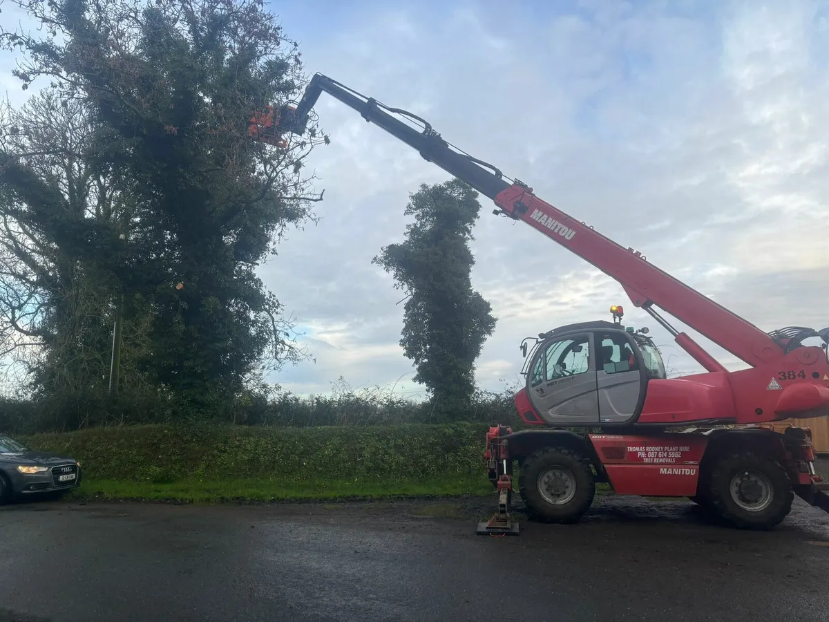 Tree removal - Image 4