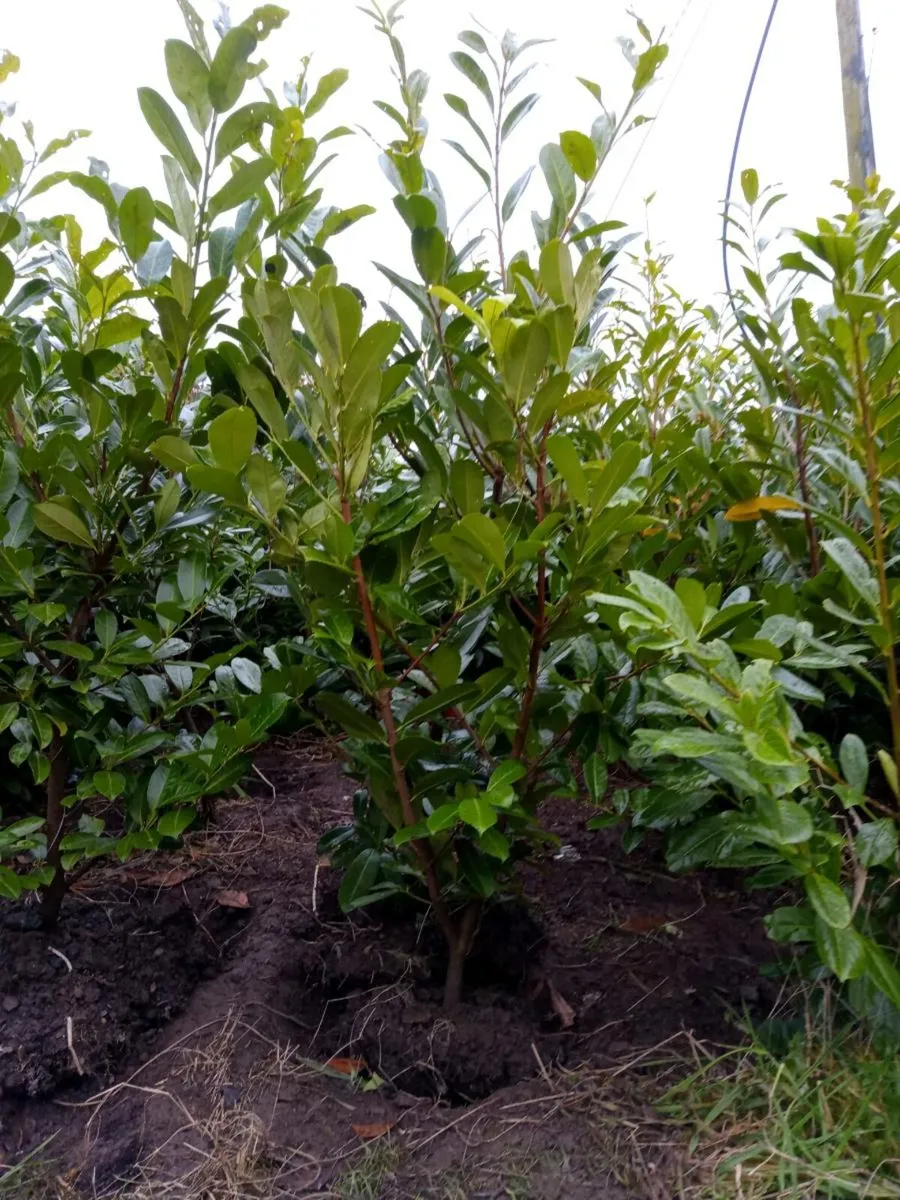 Laurel hedging - Image 2