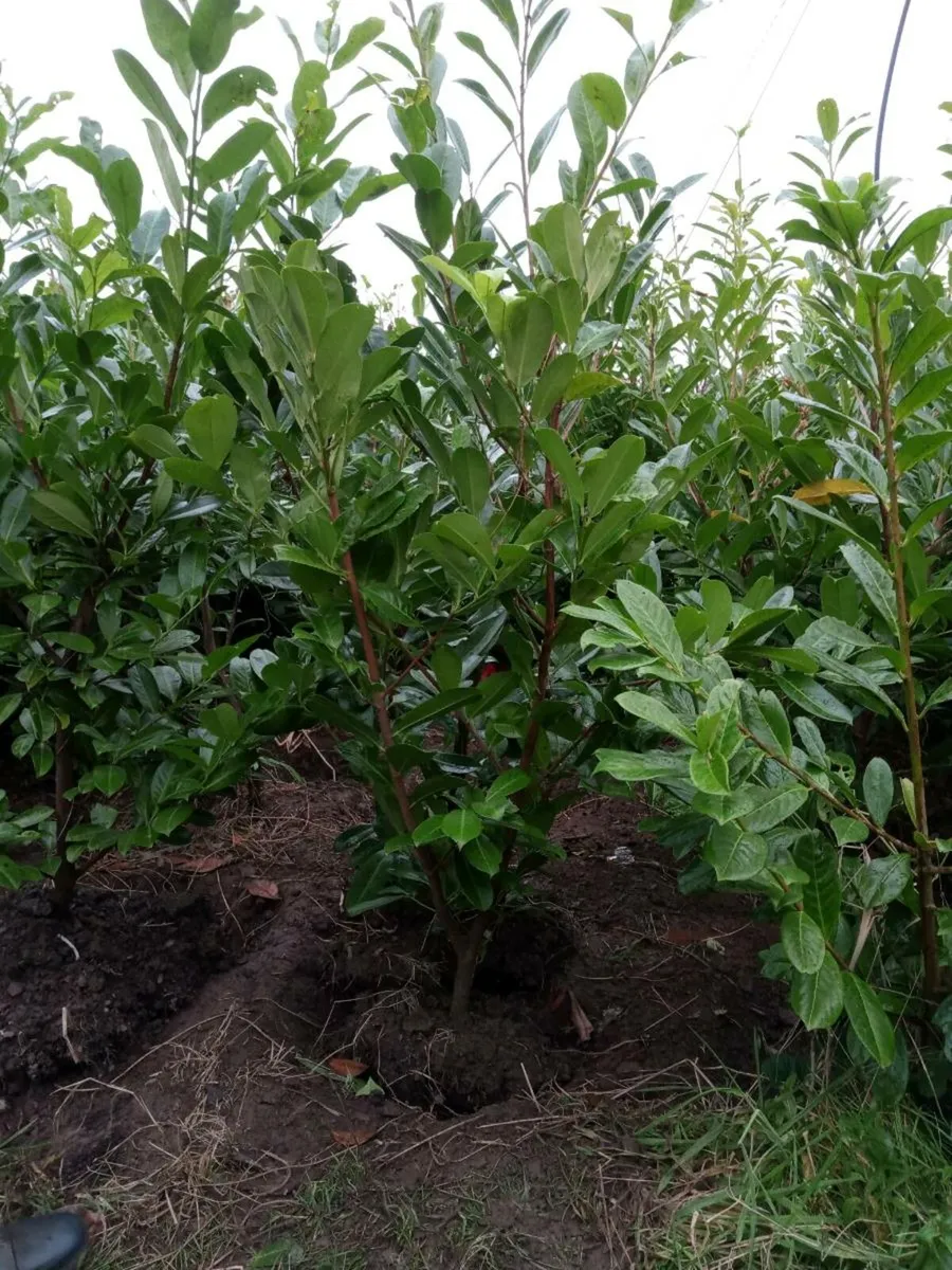 Laurel hedging - Image 3