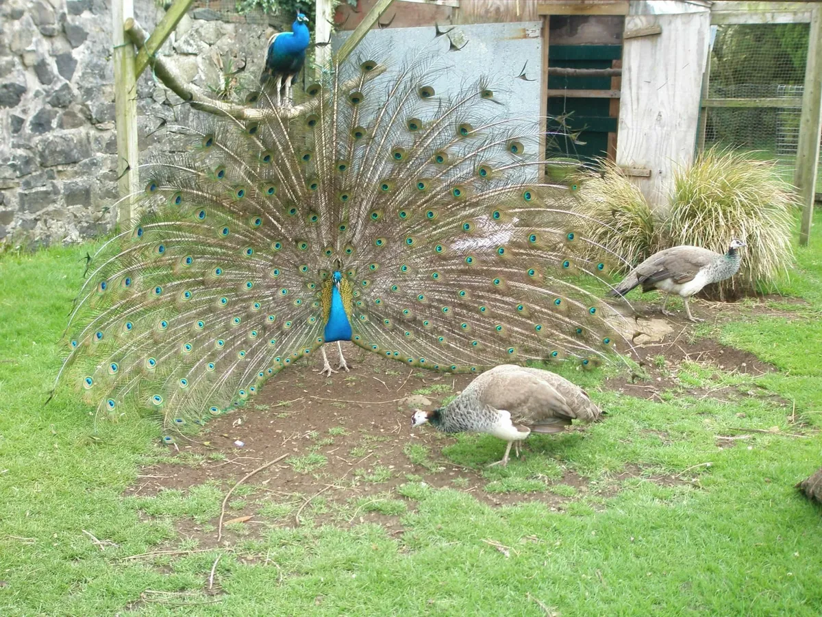 peafowl - Image 1