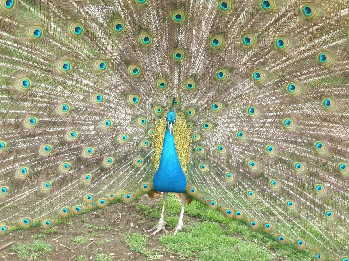 peafowl - Image 2