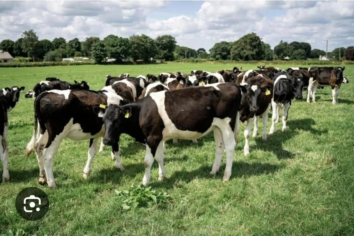 Contract Rearing Available - Image 1