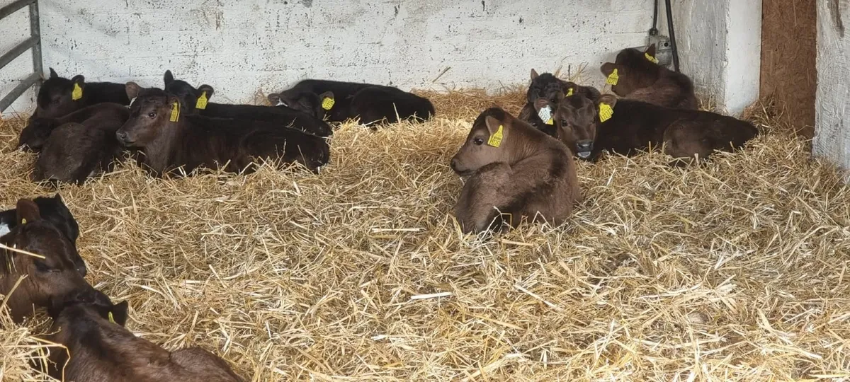 Contract Rearing Available - Image 3