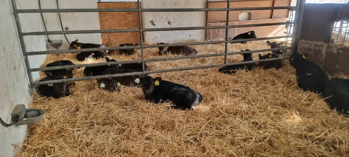 Contract Rearing Available - Image 4