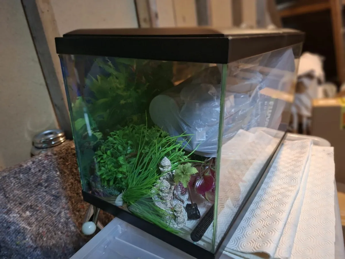Fish Tank - Image 4