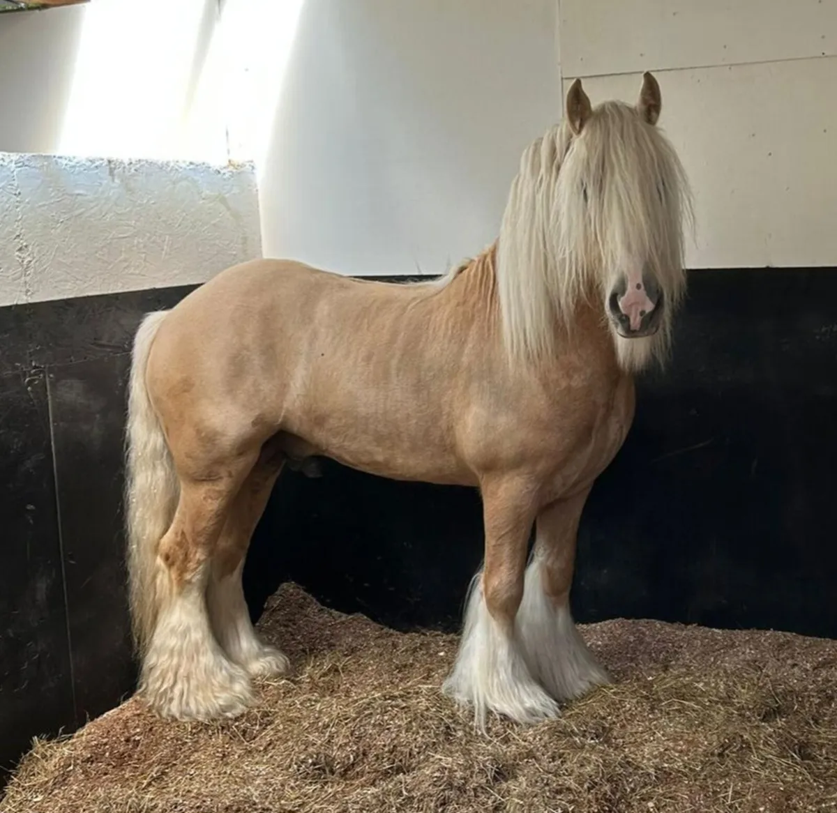 Palomino Irish Cob Stallion - Image 2