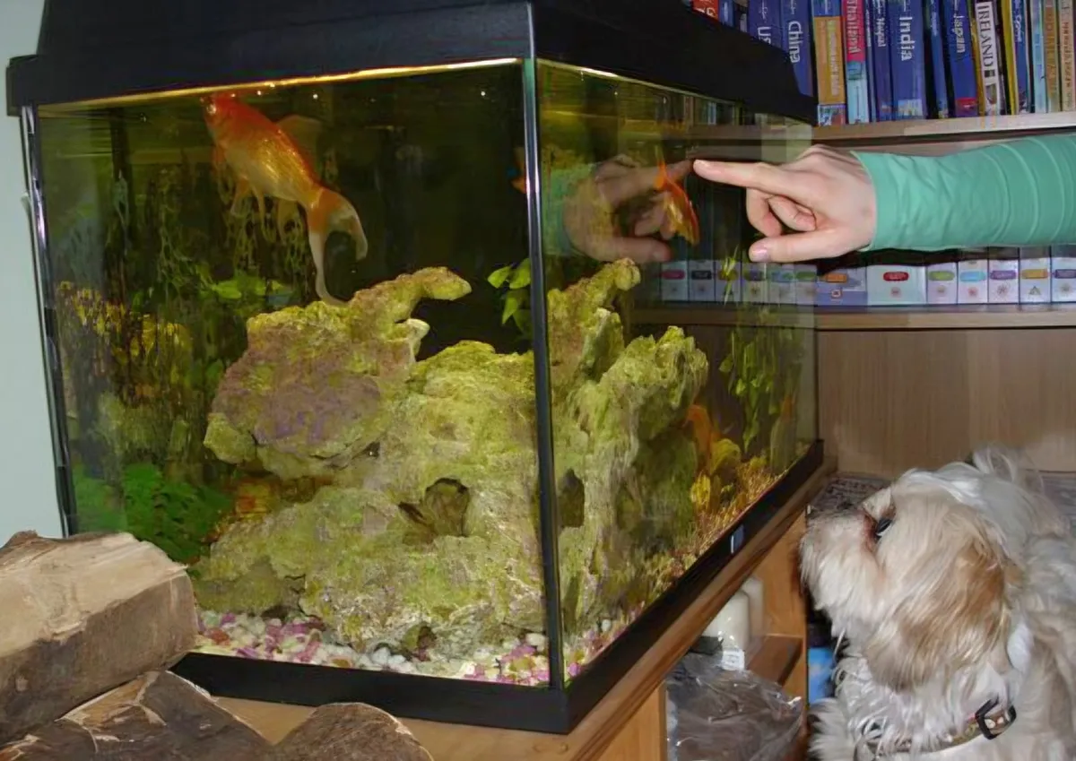 JUWEL large Fish Tank - Image 4