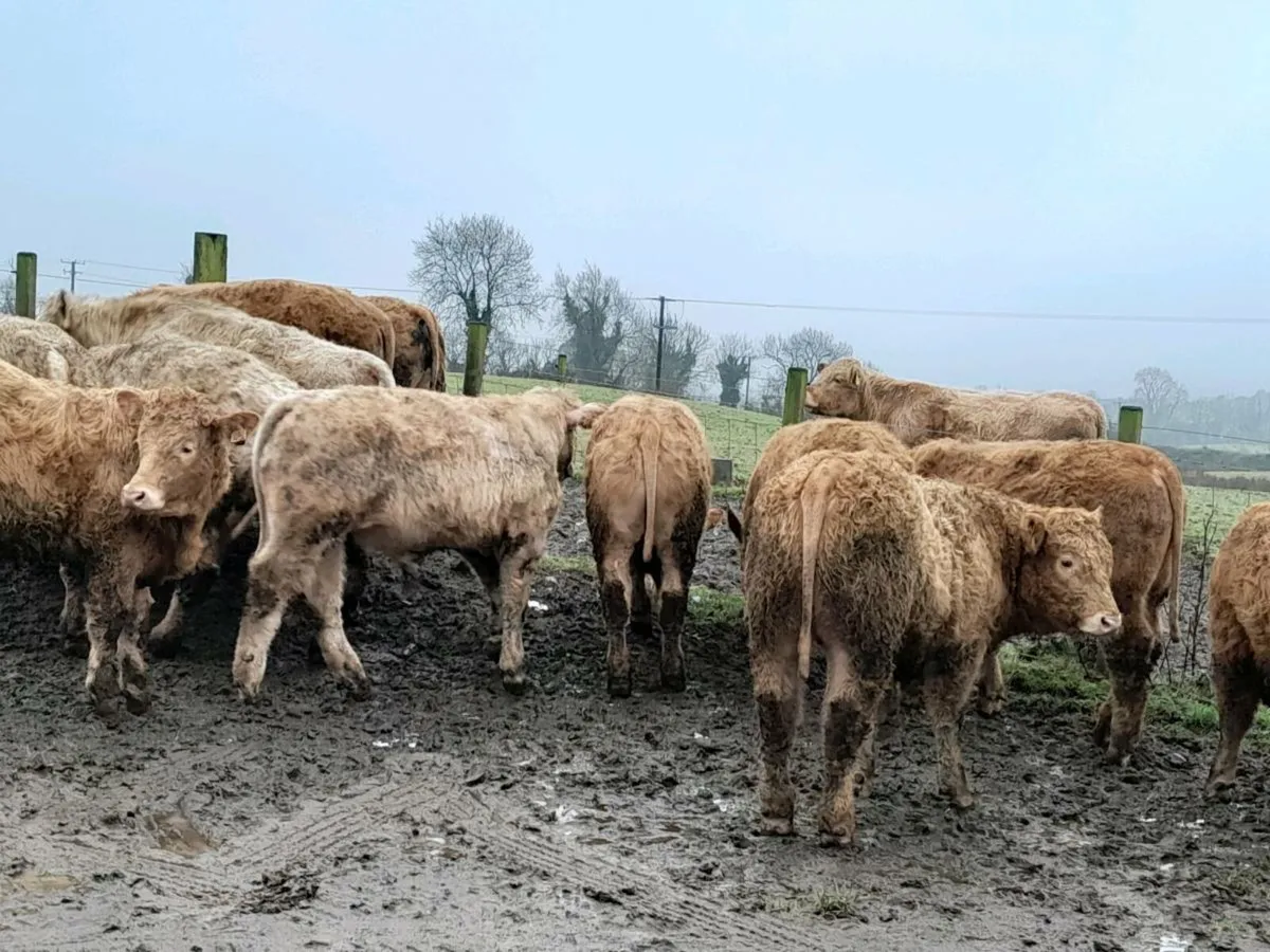 20 Smashing Charlaois bullocks - Image 3