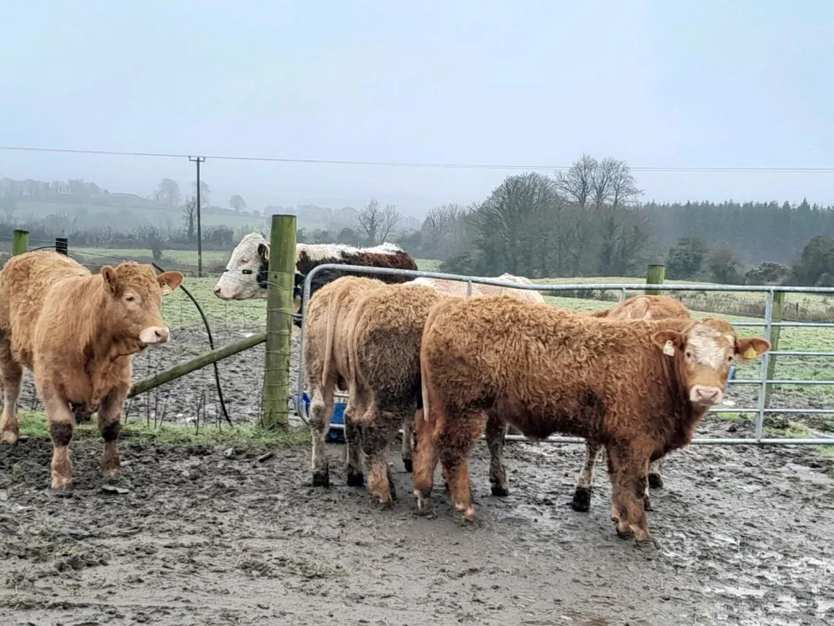 20 Smashing Charlaois bullocks - Image 4