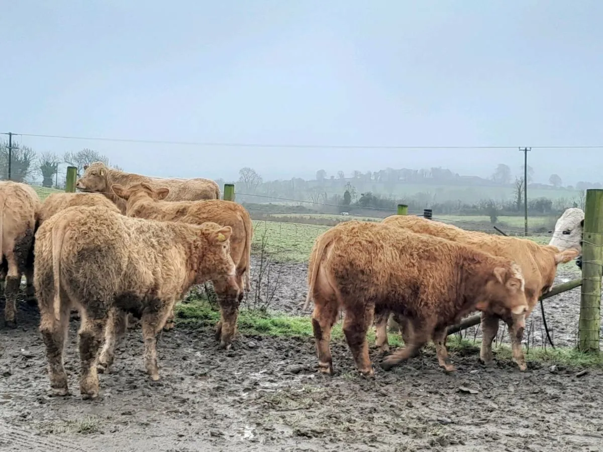 20 Smashing Charlaois bullocks - Image 1
