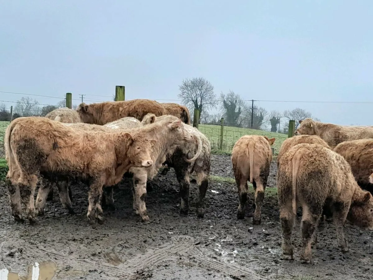 20 Smashing Charlaois bullocks - Image 2