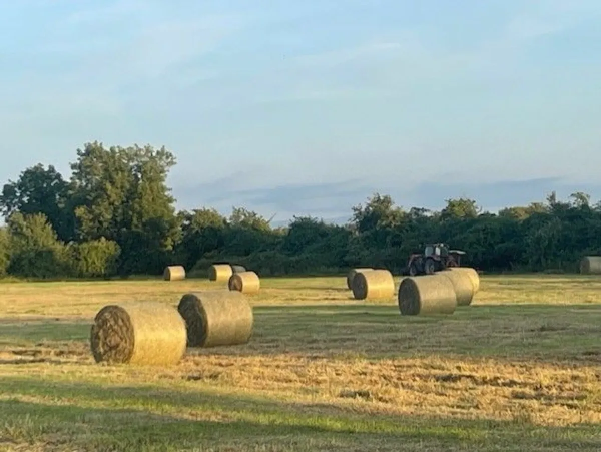 hay for sale - Image 2
