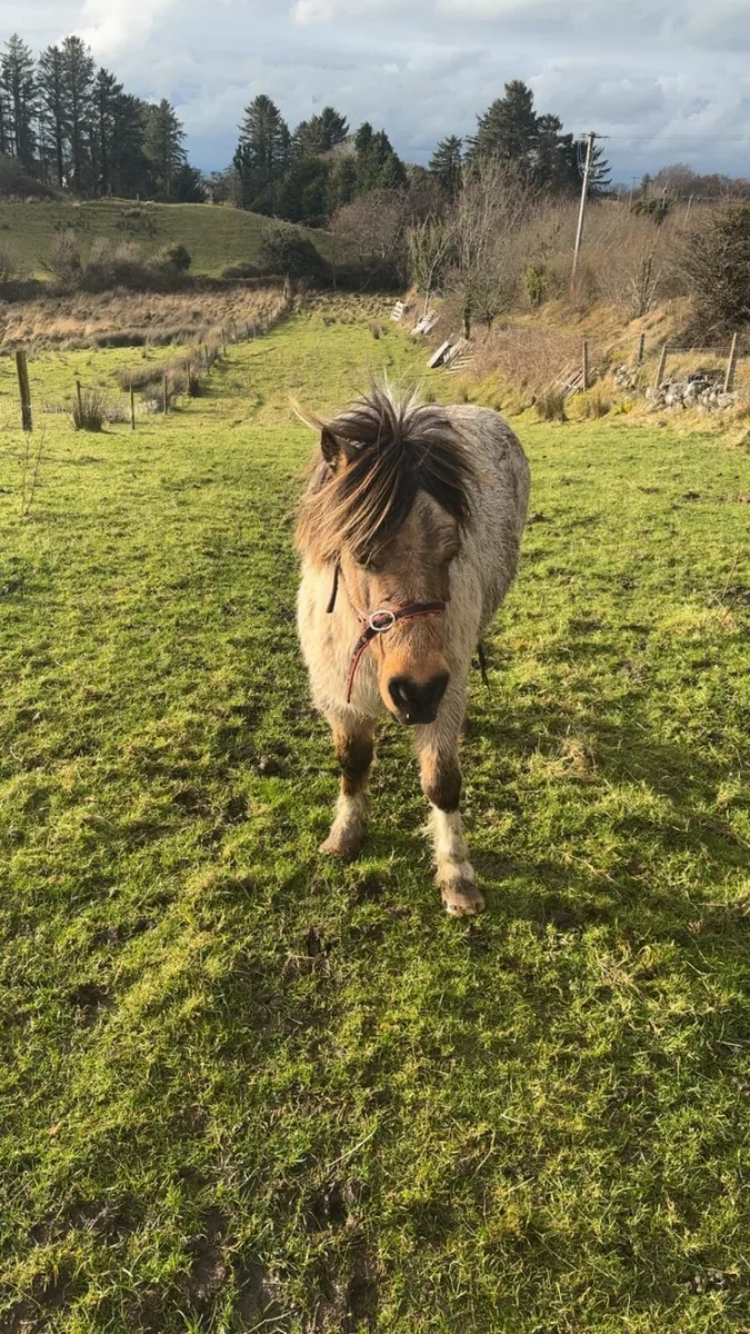 Pony for sale - Image 2