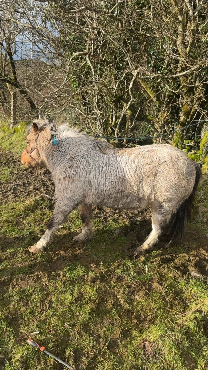 Pony for sale - Image 3