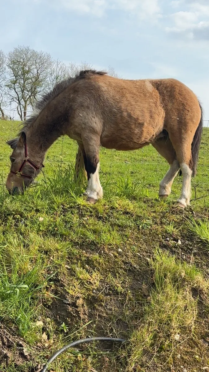 Pony for sale - Image 1