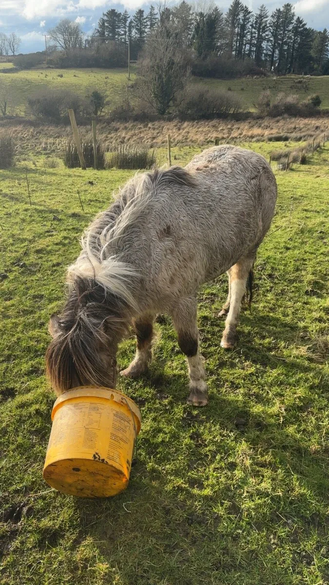 Pony for sale - Image 4