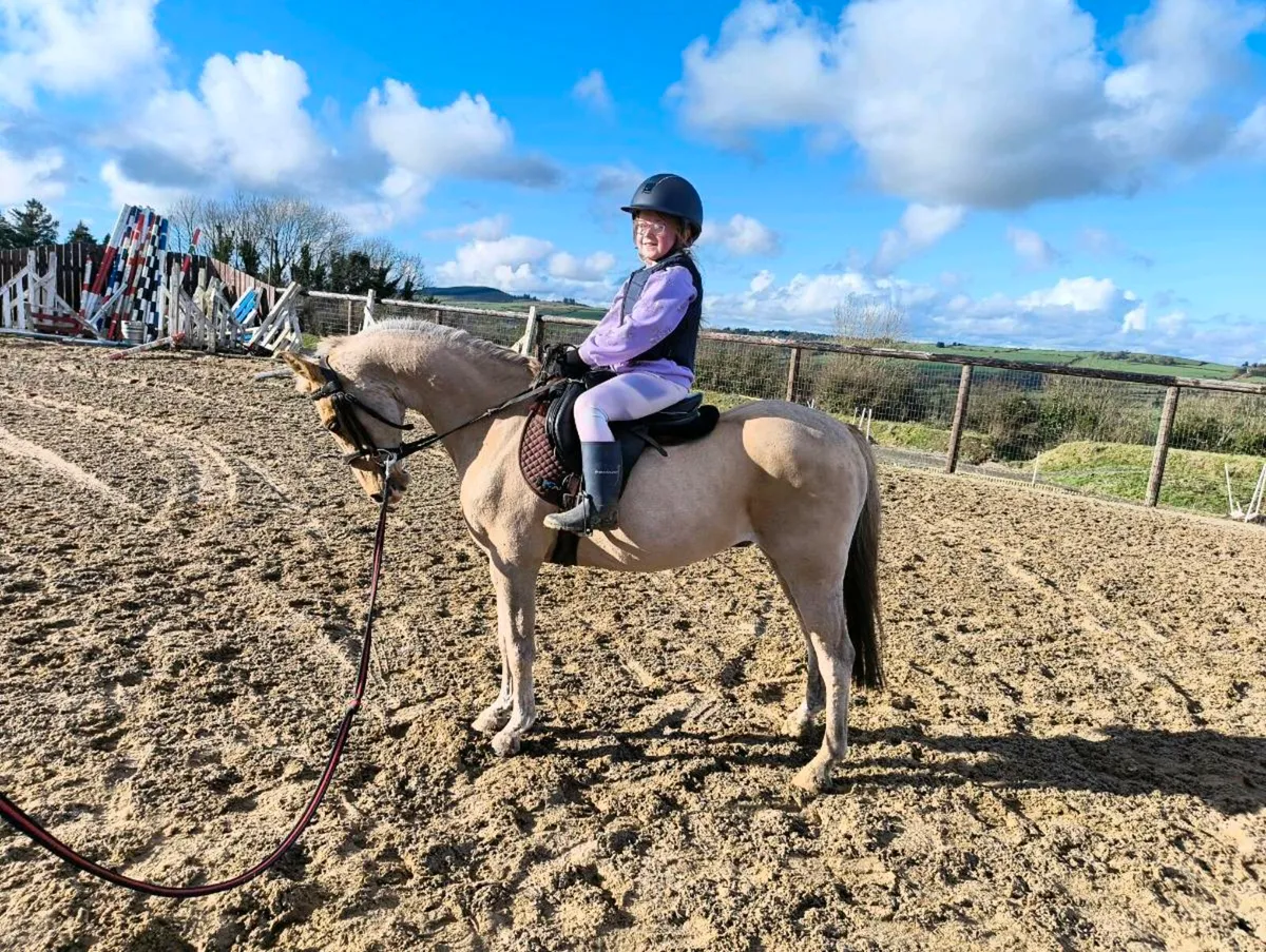 122cm Lead Rein Pony - Image 1