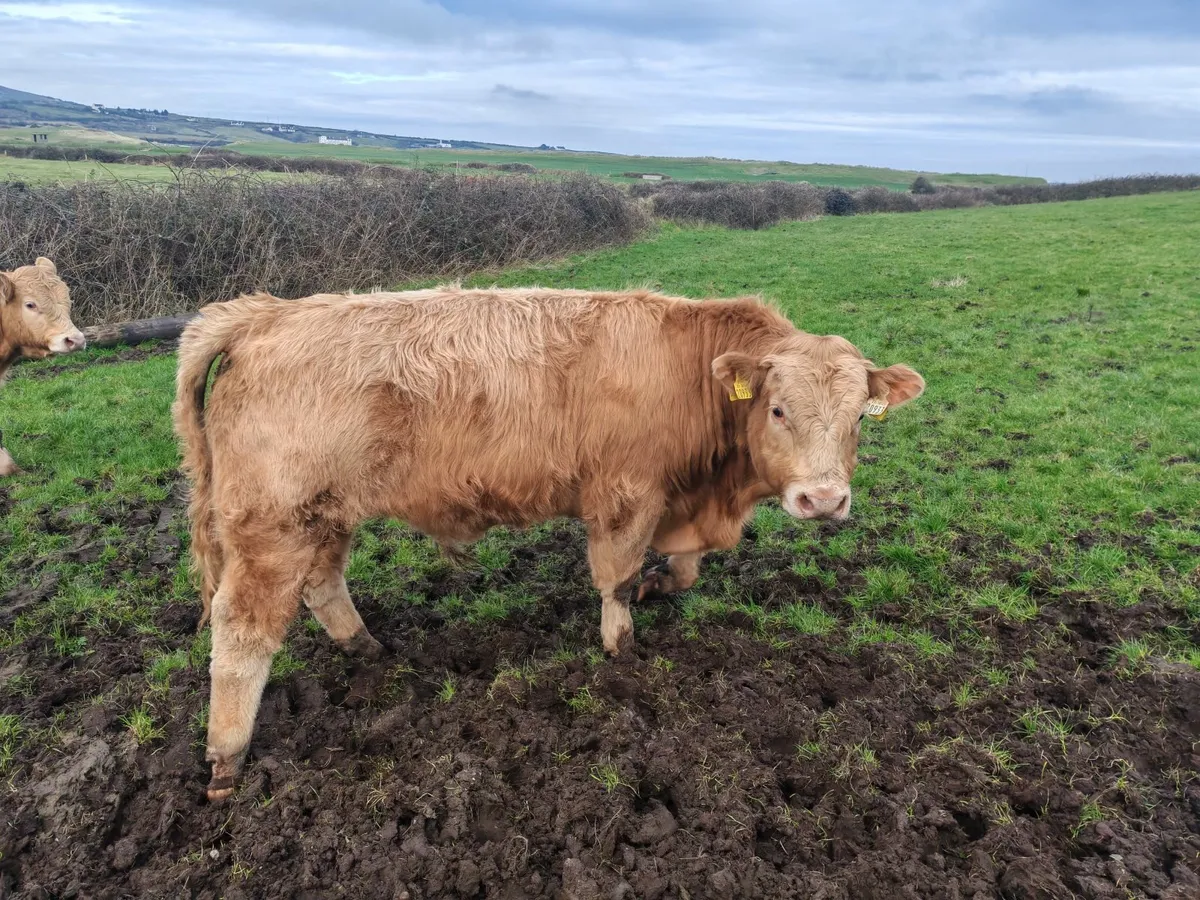 Weanling bulls - Image 3