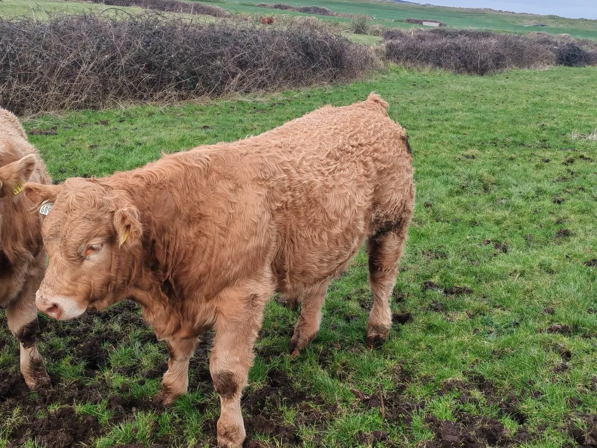 Weanling bulls - Image 4