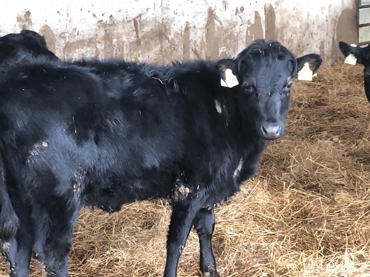 Organic Pedigree Kerry Heifers - Image 1