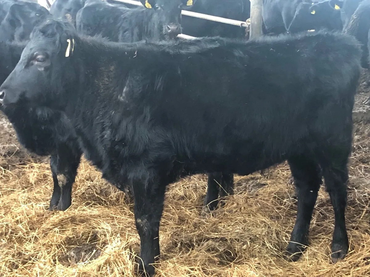 Organic Pedigree Kerry Heifers - Image 2